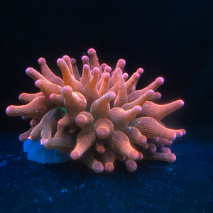 Aquacultred rainbow bubble tip anemones